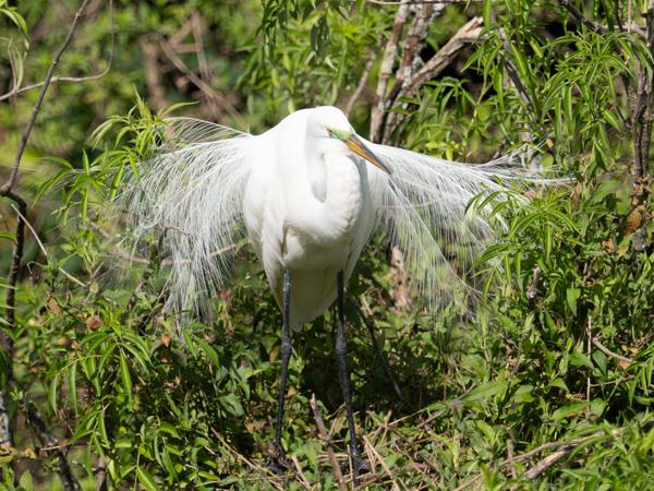 <h3><a href="/trips/orlando/biota/animalia/chordata/aves/015 pelecaniformes/002 ardeidae/ardea alba/ardea alba-nl.html">Ardea&nbsp;alba</a> / Great&nbsp;egret / Grote&nbsp;zilverreiger</h3>OM-1 Mark II met M.40-150mm F2.8 + MC-14, 1/2000 sec  bij F4.0, ISO 250, afstand 12.1&nbsp;m